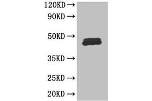 Western Blot Positive WB detected in: Mouse thymus tissue All lanes: FOXP3 antibody at 3 μg/mL Secondary Goat polyclonal to rabbit IgG at 1/50000 dilution Predicted band size: 48, 44, 50, 45 kDa Observed band size: 48 kDa (FOXP3 antibody  (AA 1-260))