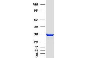 Validation with Western Blot (IFI35 Protein (Myc-DYKDDDDK Tag))