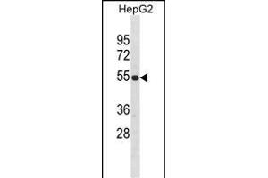 ZN Antibody (Center) (ABIN1882013 and ABIN2838596) western blot analysis in HepG2 cell line lysates (35 μg/lane). (ZNF101 antibody  (AA 122-148))