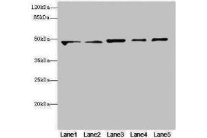 Western blot All lanes: VPS4Aantibody at 4. (VPS4A antibody  (AA 1-120))