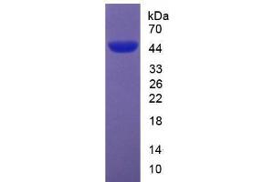 SDS-PAGE analysis of Mouse Apolipoprotein A5 Protein. (APOA5 Protein)
