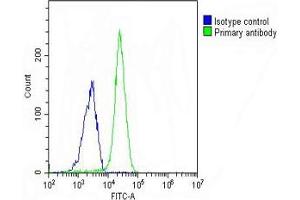 Overlay histogram showing A549 cells stained with (ABIN654691 and ABIN2844383) (green line). (NKX2-1 antibody  (N-Term))