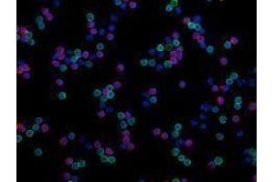 Immunofluorescence (IF) image for anti-CD4 (CD4) antibody (Alexa Fluor 488) (ABIN2657418) (CD4 antibody  (Alexa Fluor 488))