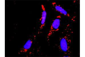 Proximity Ligation Assay (PLA) image for anti-Signal Transducer and Activator of Transcription 1, 91kDa (STAT1) (AA 1-712) antibody (ABIN520535)