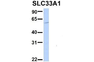 Host:  Rabbit  Target Name:  EGFL8  Sample Type:  Hela  Antibody Dilution:  1. (SLC33A1 antibody  (Middle Region))