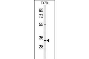 Western blot analysis of TSPAN33 Antibody in T47D cell line lysates (35ug/lane) (TSPAN33 antibody  (C-Term))