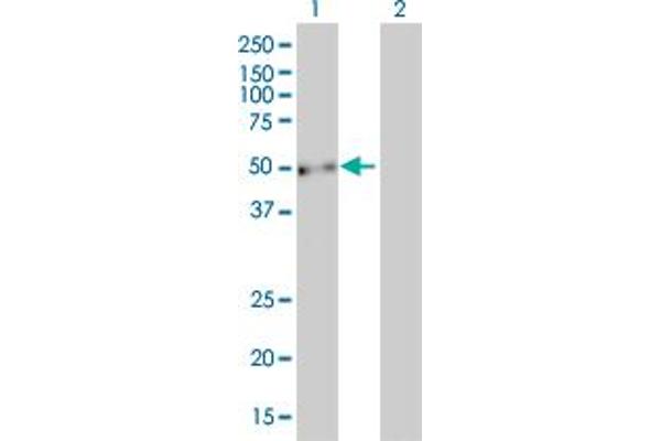 EVL antibody  (AA 309-418)