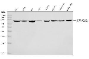Western blot analysis of Hsp90 beta/HSP90AB1 using anti-Hsp90 beta/HSP90AB1 antibody (ABIN7602784).