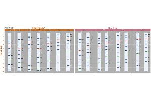 SDS-PAGE (SDS) image for ExcelBand™ 3-color Regular Range Protein Marker (ABIN5662604) (ExcelBand™ 3-color Regular Range Protein Marker)