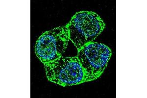 Confocal immunofluorescent analysis of PCDHA8 Antibody (C-term) (ABIN655960 and ABIN2845346) with ZR-75-1 cell followed by Alexa Fluor 488-conjugated goat anti-rabbit lgG (green). (PCDHa8 antibody  (C-Term))