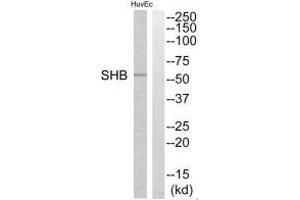 Western blot analysis of extracts from HuvEc cells, using SHB antibody. (SHB antibody  (C-Term))