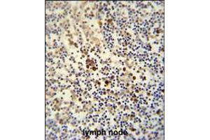 LY6G6C antibody immunohistochemistry analysis in formalin fixed and paraffin embedded human lymph node followed by peroxidase conjugation of the secondary antibody and DAB staining. (LY6G6C antibody  (C-Term))