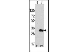 Western blot analysis of CLIC4 (arrow) using rabbit polyclonal CLIC4 Antibody. (CLIC4 antibody)