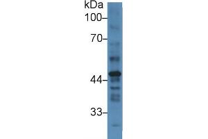 Western Blot; Sample: Human Placenta lysate; Primary Ab: 3µg/ml Rabbit Anti-Human PAI2 Antibody Second Ab: 0. (SERPINB2 antibody  (AA 170-393))
