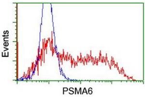 Image no. 14 for anti-Proteasome Subunit alpha 6 (PSMA6) antibody (ABIN1500464) (PSMA6 antibody)