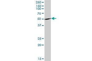 DBT MaxPab polyclonal antibody. (DBT antibody  (AA 1-482))