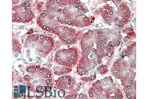 ABIN5539814 (5µg/ml) staining of paraffin embedded Human Pancreas. (AIMP1 antibody  (AA 137-149))