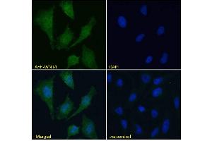 ABIN184715 Immunofluorescence analysis of paraformaldehyde fixed HeLa cells, permeabilized with 0. (WNT4 antibody  (Internal Region))