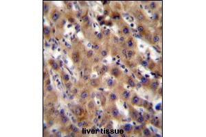 SRPK1 Antibody (N-term) (ABIN391794 and ABIN2841649) immunohistochemistry analysis in formalin fixed and paraffin embedded human liver tissue followed by peroxidase conjugation of the secondary antibody and DAB staining. (SRPK1 antibody  (N-Term))