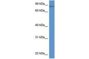 Image no. 1 for anti-Tripartite Motif Containing 36 (TRIM36) (AA 166-215) antibody (ABIN6747215) (TRIM36 antibody  (AA 166-215))