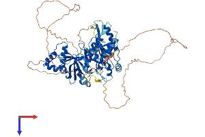 AlphaFold protein structure predicition of Human Recombinant MELK Protein, UniprotID Q14680 (MELK Protein (AA 1-651) (His tag))