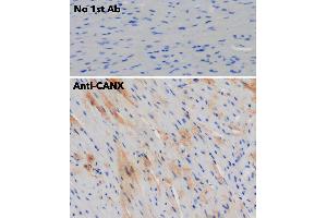 Immunohistochemistry (IHC) image for anti-Calnexin (CANX) (C-Term) antibody (ABIN1440008) (Calnexin antibody  (C-Term))