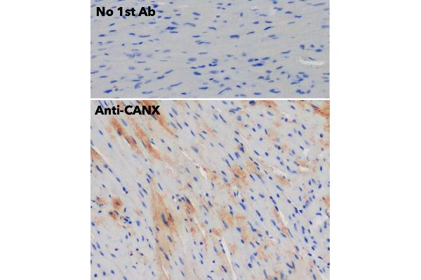 Calnexin antibody  (C-Term)