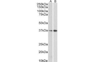 ABIN185075 (0. (MORF4L1 antibody  (N-Term))