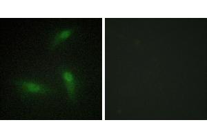 Peptide - +Immunofluorescence analysis of HeLa cells, using hnRNP A1 antibody. (HNRNPA1 antibody)