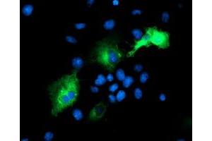 Anti-PSMD2 mouse monoclonal antibody (ABIN2454812) immunofluorescent staining of COS7 cells transiently transfected by pCMV6-ENTRY PSMD2 (RC203204). (PSMD2 antibody)