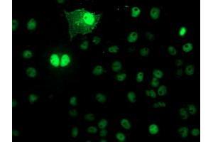 Image no. 2 for anti-N-Acyl Phosphatidylethanolamine phospholipase D (NAPEPLD) antibody (ABIN1499643) (NAPEPLD antibody)