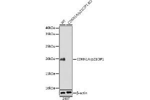 Western blot analysis of extracts from wild type (WT) and CDKN1A/p21CIP1 knockout (KO) 293T cells, using CDKN1A/p21CIP1 antibody (ABIN7266599) at 1:1000 dilution. (p21 antibody)