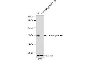 Western blot analysis of extracts from wild type (WT) and CDKN1A/p21CIP1 knockout (KO) 293T cells, using CDKN1A/p21CIP1 antibody (ABIN7266599) at 1:1000 dilution.