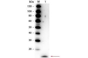 Western Blot of Rabbit anti-Rat IL-17A Antibody Peroxidase Conjugated. (Interleukin 17a antibody  (HRP))