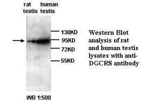 Image no. 1 for anti-DiGeorge Syndrome Critical Region Gene 8 (DGCR8) antibody (ABIN790956)