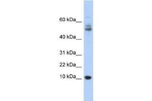 WB Suggested Anti-MTPN Antibody Titration: 0.