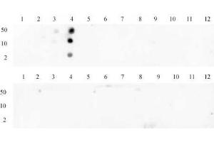 Histone H3 trimethyl Lys4 antibody tested by dot blot analysis. (Histone 3 antibody  (H3K4me3))