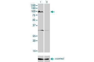 Western blot analysis of KSR2 over-expressed 293 cell line, cotransfected with KSR2 Validated Chimera RNAi (Lane 2) or non-transfected control (Lane 1).