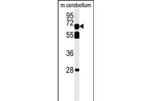 TBKB1 Antibody (N-term) (ABIN651513 and ABIN2840272) western blot analysis in mouse cerebellum tissue lysates (35 μg/lane). (TBKBP1 antibody  (N-Term))