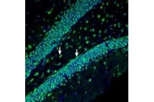 Expression of Prostaglandin F2-alpha receptor in mouse hippocampus - Immunohistochemical staining of perfusion-fixed frozen mouse brain sections with Anti-Prostaglandin F2-α Receptor/PTGFR Antibody (ABIN7043565, ABIN7045120 and ABIN7045121) (1:200), followed by goat anti-rabbit-AlexaFluor-488. (PTGFR antibody  (AA 233-246))