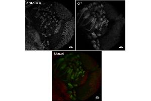 Immunofluorescence (IF) image for anti-Asense (C-Term) antibody (ABIN7272995) (Asense (C-Term) antibody)