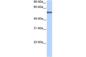 Western Blotting (WB) image for anti-Leucine Rich Repeat Containing 8 Family, Member E (LRRC8E) antibody (ABIN2463301)