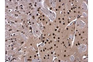 IHC-P Image XBP1 antibody [N3C3] detects XBP1 protein at nucleus in mouse brain by immunohistochemical analysis.
