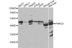 Western blot analysis of extracts of various cell lines, using PHKG2 antibody (ABIN4904750) at 1:1000 dilution. (PHKG2 antibody)