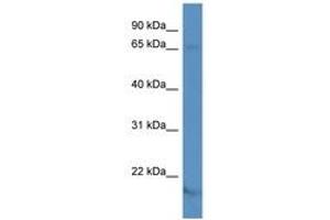 Image no. 1 for anti-Potassium Voltage-Gated Channel, Shaker-Related Subfamily, Member 5 (KCNA5) (AA 72-121) antibody (ABIN6746072) (KCNA5 antibody  (AA 72-121))