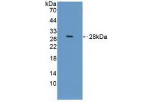 Figure. (Prolactin Receptor antibody  (AA 25-234))