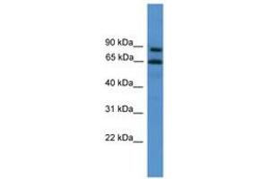 Image no. 1 for anti-Zinc Finger Protein 257 (ZNF257) (C-Term) antibody (ABIN6746173) (ZNF257 antibody  (C-Term))