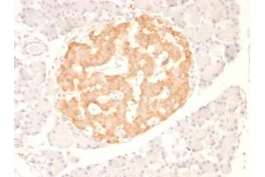 Formalin-fixed, paraffin-embedded Rat Pancreas stained with TNF alpha Monoclonal Antibody (TNF706) (TNF alpha antibody  (N-Term))