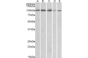 ABIN768646 (0. (SIDT1 antibody  (AA 334-347))