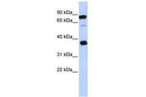 Image no. 1 for anti-B-Cell Receptor-Associated Protein 29 (BCAP29) (AA 209-258) antibody (ABIN6743315)